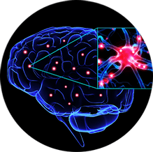 MycoMode Brain Supplements